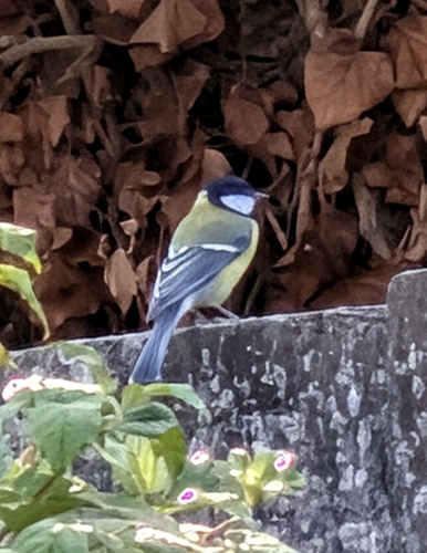 Great Tit