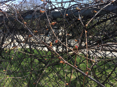 Salix × reichardtii