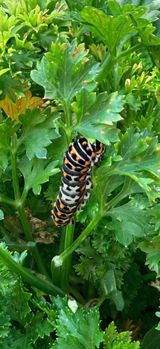 Old World Swallowtail