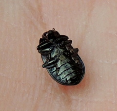 Chrysomelina