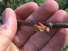 Salix × reichardtii