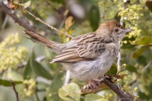 iNaturalist image