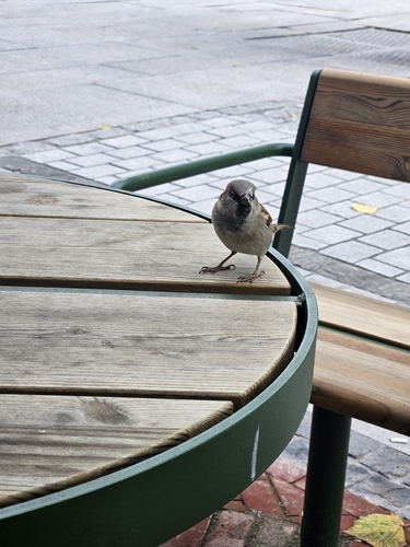 House Sparrow