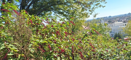 American pokeweed