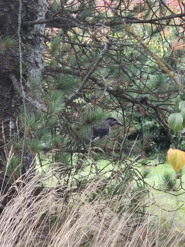 Northern Nutcracker
