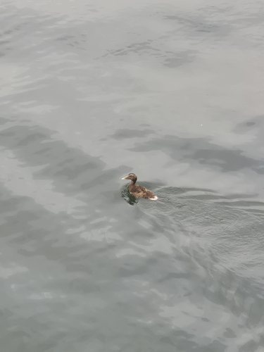 Common Eider