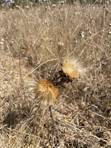 Cynara algarbiensis