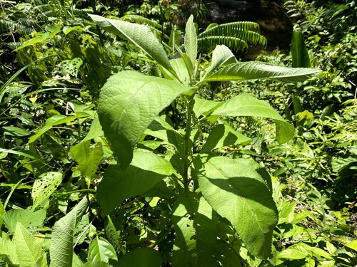 Blumea balsamifera observed 2026-09-27