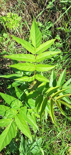 tree-of-heaven