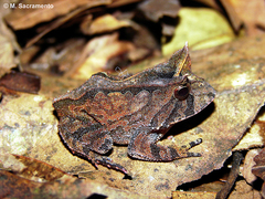 Bahia Smooth Horned Frog photo 2
