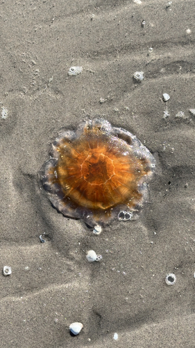 Lion's Mane Jelly