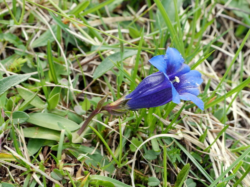 Gentiana clusii (Gentiana clusii)