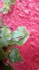 Hyla euphorbiacea