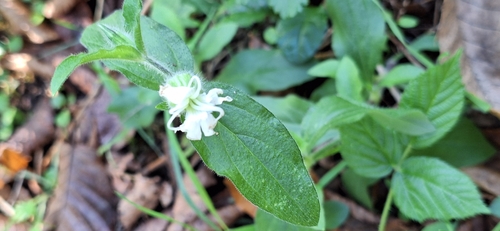 white campion