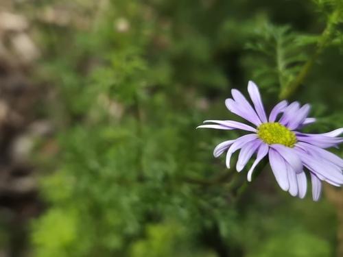 cut-leaved daisy