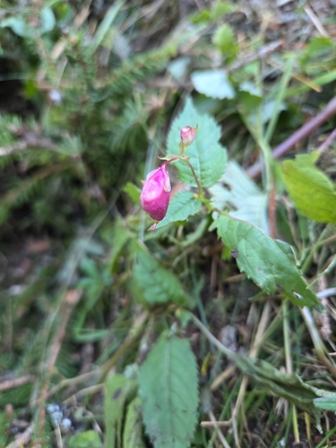 Himalayan balsam