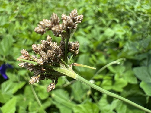 Fimbristylis cymosa observed 2026-09-19