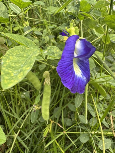 Clitoria ternatea observed 2026-09-19