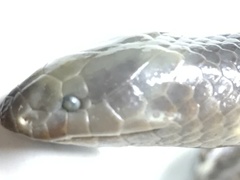 Amblyodipsas concolor