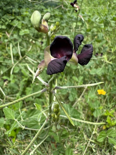 Macroptilium atropurpureum observed 2026-09-19