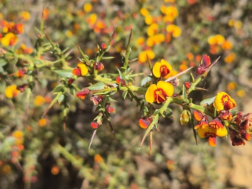 gorse bitter pea