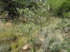 Eysenhardtia orthocarpa