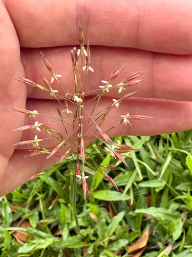 Chrysopogon aciculatus observed 2026-09-27