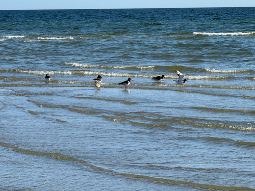 Eurasian Oystercatcher