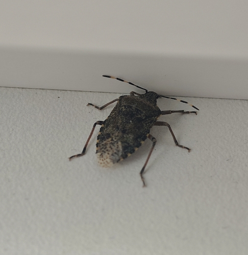 Mottled Stink Bug