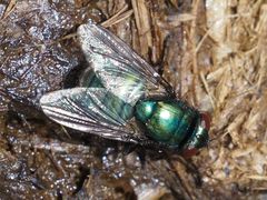 Neomyia viridescens