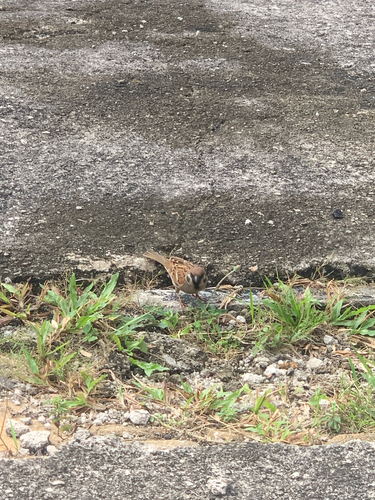 Eurasian Tree Sparrow