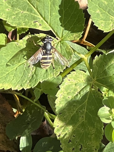 Yellow-barred Peat Hover Fly