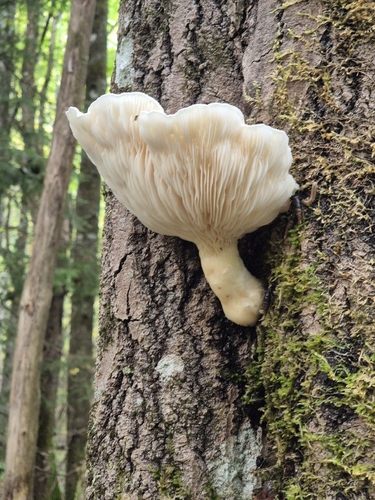 Veiled Oyster
