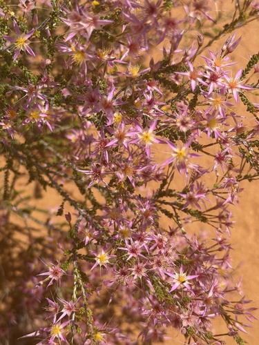Calytrix longiflora observed 2026-09-27