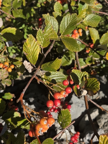Whitebeam