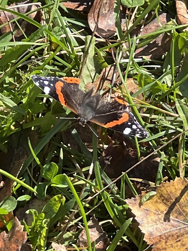 Red Admiral