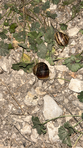 Garden Snail