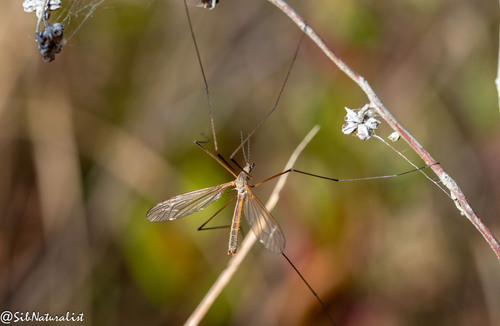Prionocera turcica
