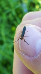 Oberea erythrocephala