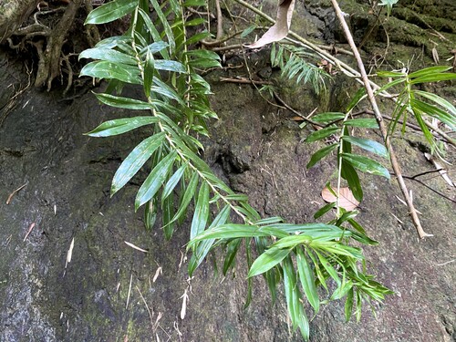 Freycinetia multiflora observed 2026-09-27
