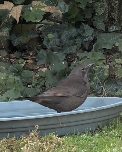 Eurasian Blackbird