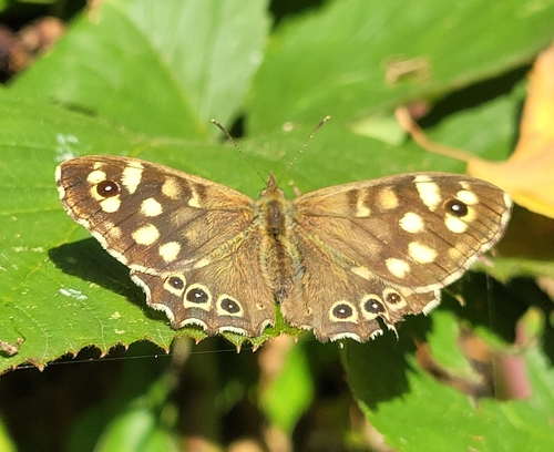 Speckled Wood