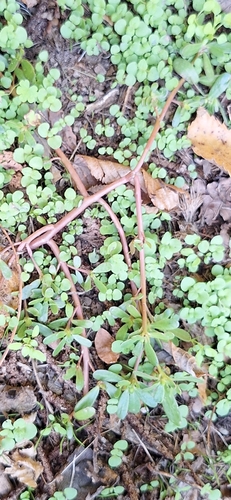 Common Purslane