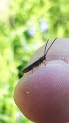 Oberea erythrocephala