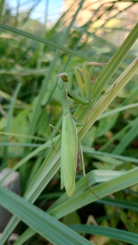 European Mantis