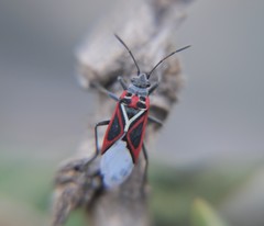 Anochrostomus formosus