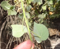 Anoda abutiloides