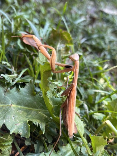 European Mantis