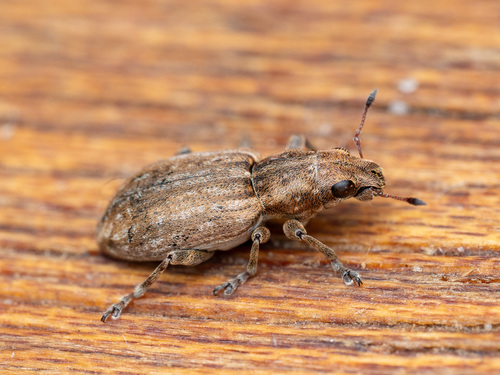 Clover root weevil, photo 3 of 8