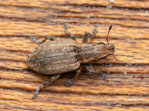 Clover root weevil, photo 2 of 8